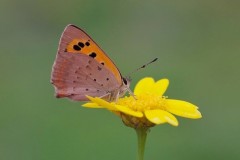 Lycaena phlaeas - Small Copper, Austerfield.
