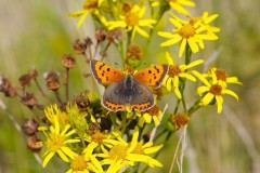 Lycaena phlaeas - Small Copper, Austerfield.