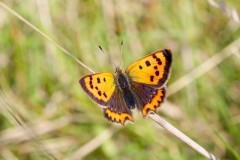 Lycaena phlaeas - Small Copper, Austerfield.