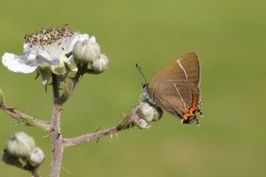 Satyrium w-album - White-letter Hairstreak, Austerfield.