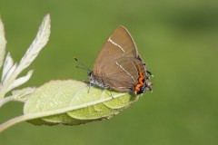 Satyrium w-album - White-letter Hairstreak, Austerfield.