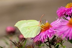 Gonepteryx rhamni - Brimstone, Austerfield.