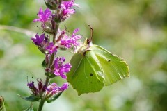 Gonepteryx rhamni - Brimstone, Austerfield.