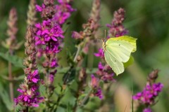 Gonepteryx rhamni - Brimstone, Austerfield.