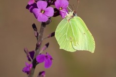 Gonepteryx rhamni - Brimstone, Austerfield.