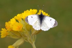 Anthocharis cardamines- Orange-tip (female), Austerfield.