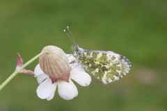 Anthocharis cardamines- Orange-tip (female), Austerfield.