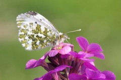 Anthocharis cardamines- Orange-tip (female), Austerfield.