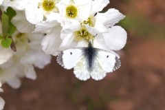 Anthocharis cardamines- Orange-tip (female), Austerfield.