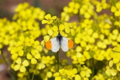 Anthocharis cardamines- Orange-tip (male), Austerfield.