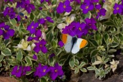 Anthocharis cardamines- Orange-tip (male), Austerfield.