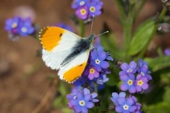 Anthocharis cardamines- Orange-tip (male), Austerfield.