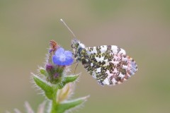 Anthocharis cardamines- Orange-tip (male), Austerfield.