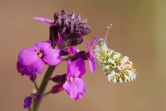 Anthocharis cardamines- Orange-tip (male), Austerfield.