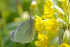 Pieris rapae, Small White, Austerfield.
