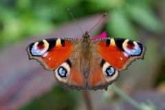 Aglais io, Peacock, Austerfield.