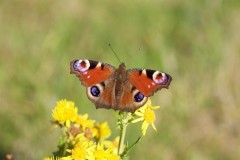 Aglais io, Peacock, Austerfield.