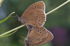 Aphantopus hyperantus _ Ringlet, (mating pair), Austerfield.