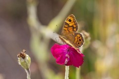 Lasiommata megera, Wall, Austerfield.