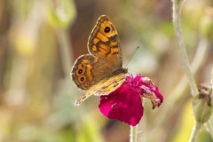 Lasiommata megera, Wall, Austerfield.