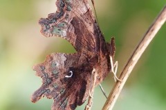 Polygonia c-album, Comma, Austerfield.