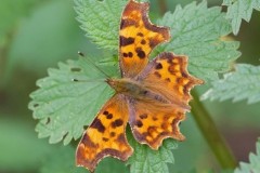 Polygonia c-album, Comma, Austerfield.