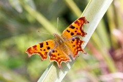 Polygonia c-album, Comma, Austerfield.