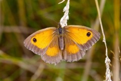 Pyronia tithonus, Gatekeeper, female, Austerfield.