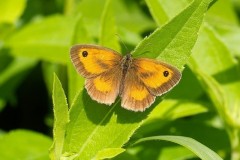 Pyronia tithonus, Gatekeeper, male, Austerfield.