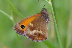 Pyronia tithonus, Gatekeeper, underwing, Austerfield.