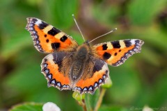 Aglaise urticae - Small Tortoiseshall Thorne Moor