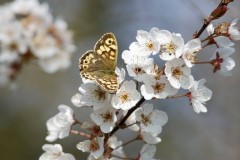 Pararge aegeria - Speckled Wood, Austerfield.