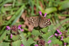 Pararge aegeria - Speckled Wood, Austerfield.