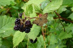 Pararge aegeria - Speckled Wood, Austerfield.