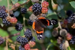 Vanessa atalanta, Red Admiral, Austerfield.
