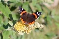 Vanessa atalanta, Red Admiral, Austerfield.