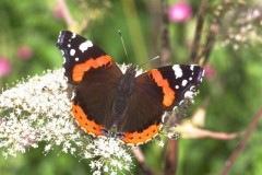 Vanessa atalanta, Red Admiral, Austerfield.