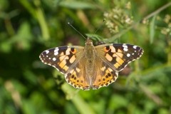 Vanessa cardui, Painted Lady, Austerfield.
