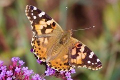 Vanessa cardui, Painted Lady, Austerfield.
