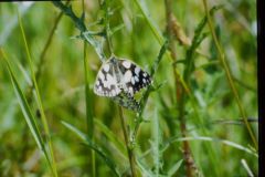 Marbled White at Cadeby - 1991