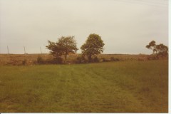 Chequer Tree in Hop Yard Hay Meadow