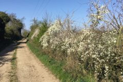 A Lane leading to the Beacon