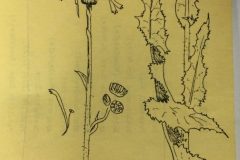 David Gagg's Artwork - Corn Sow Thistle
