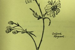 David Gagg's Artwork - Oxford Ragwort