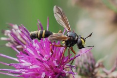 Conops flavipes, Thorne Moot
