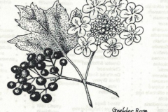 Guilder Rose - Viburnum opulus