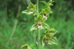 Dune Helleborine Thorne Moors July 2012.