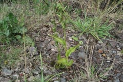 Dune Helleborine on Thorne Moors August 2010.