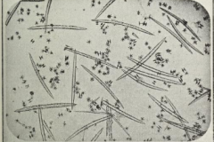 Freshwater Sponges in Yorkshire - image by M H Stiles, 1899