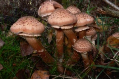 Armillaria ostoyae - Dark Honey Fungus, Sherwood Forest, Notts.